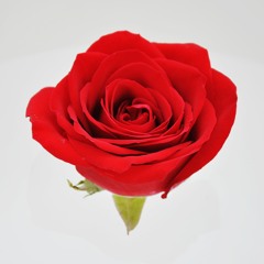 Roses - Z Money Feat So Savage and St. Valiantine