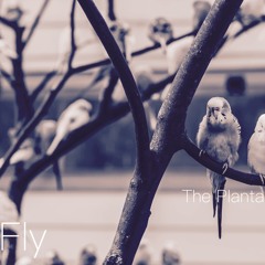 So Fly Gambino Cover