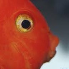 Funny Valentine ft. Alida & Devonte