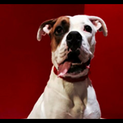 #177 - Reforço Positivo