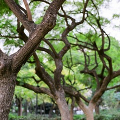 Bach Cello Suite 6, Gavotte 1 & 2 - 5 string cello