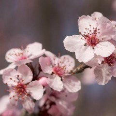 桜の雨 (벚꽃의 비)- 이토카시타로