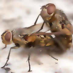 A Romance Between Flies