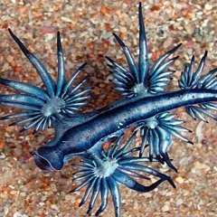 Kaltesblau - Seeschwalbe