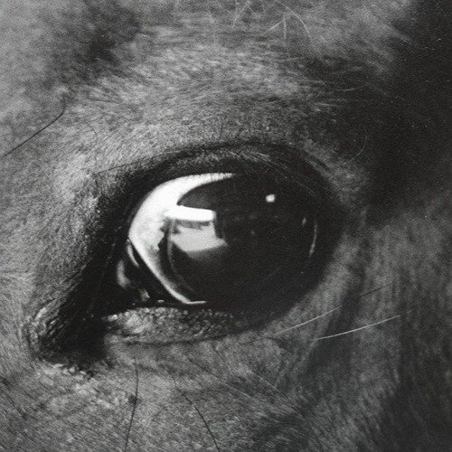 H - La Confrérie Du Scarabée