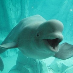 'Simon' by BELUGAHEAD