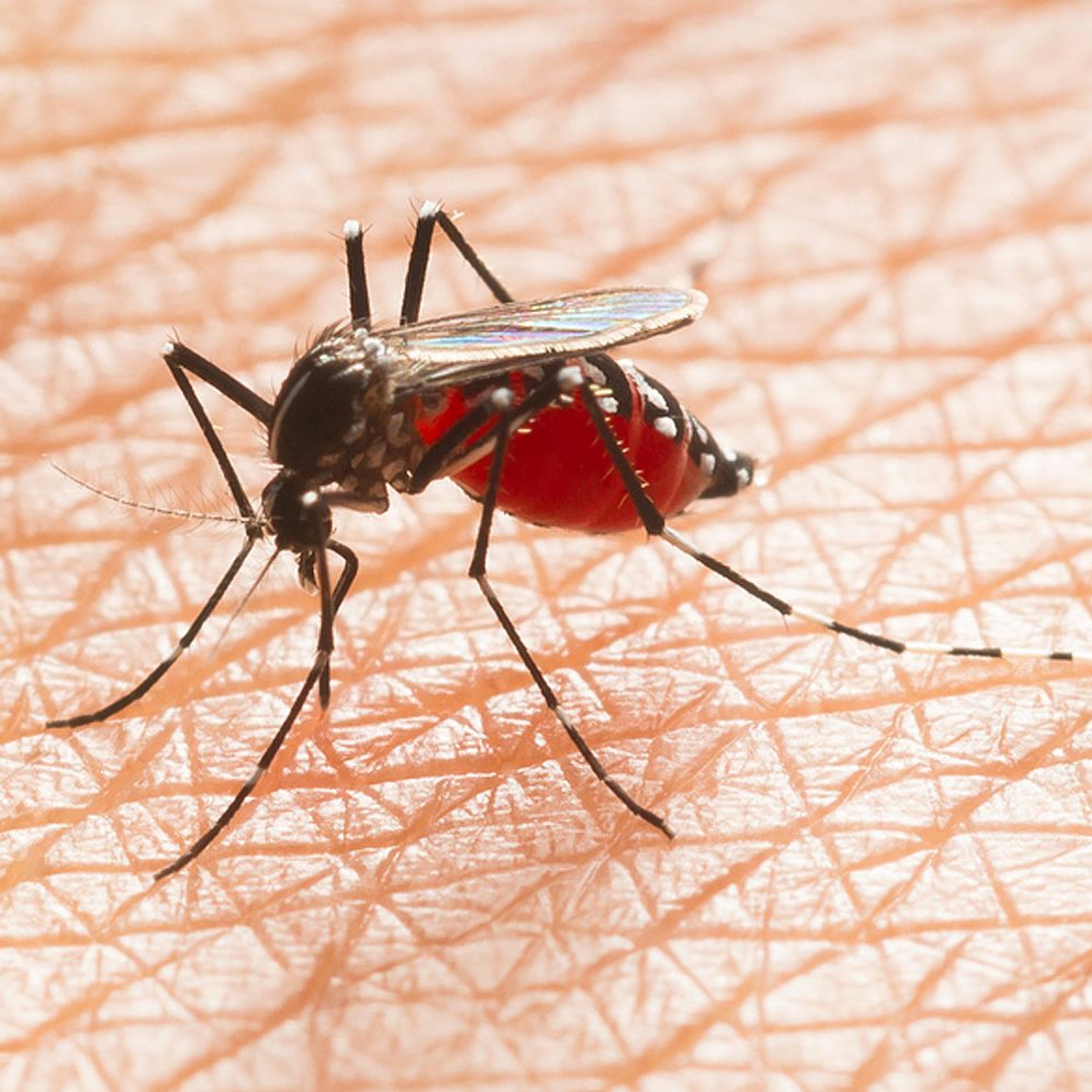 CAPcast from the College of American Pathologists