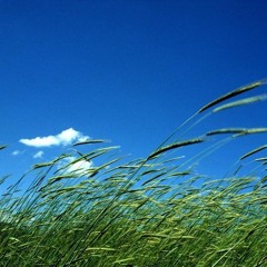 Viento