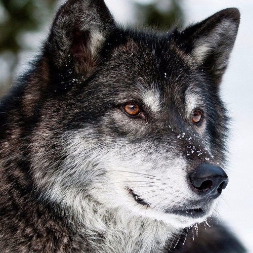 [Original Mix] SharaX - Dance With Wolves