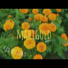 Marigold -sad boy loko