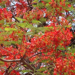 *Free Beat* Red (Prod. STXNE)