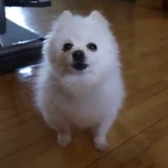 Gabe The Dog - Don't Stop me now