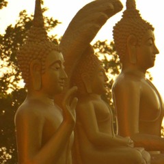 soirée camomille -  stage  #003