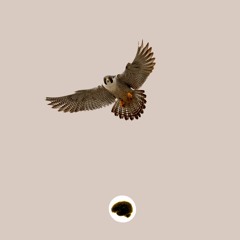Time To Soar (Prod. By Dartlin)