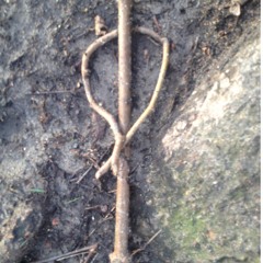 Weaver - Gothenburg Harbor - OREON RMX