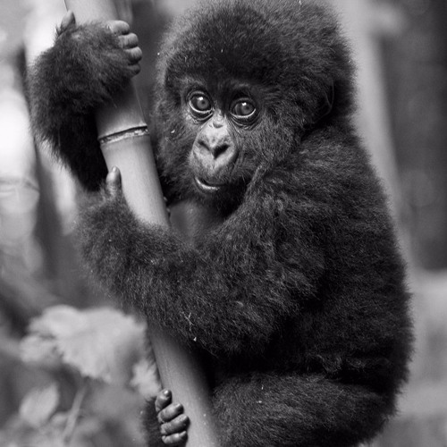 A Late Night In The Jungle mix : HIZsound & Wabba