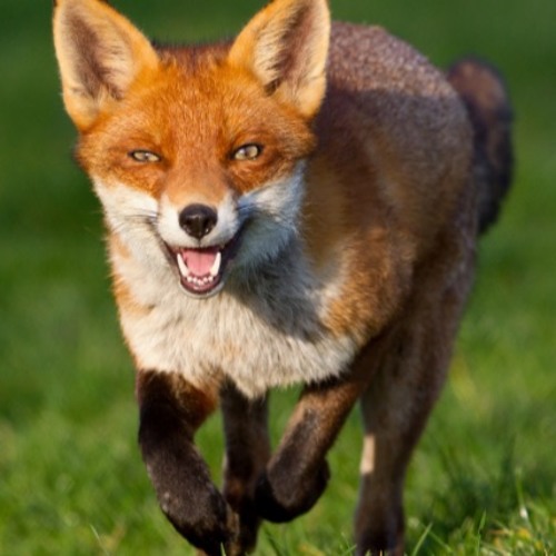 Friendly Fox