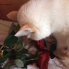 bromaz & convolk - i feel