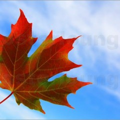 Leaf On The Wind