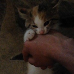 Brito - Tripple Beam (Freestyle)