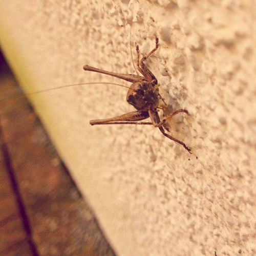 Paspatu+Acyr+Wiesionair_"FaderInDerMatrix"_OskarHahn