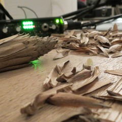 Tulip Tree Seeds Foley