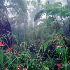 Extraterrestrial Rainforest (FREE DOWNLOAD)