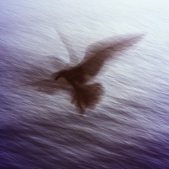 Kxxkxx Bird {prxd. Josh W & clxver}