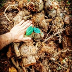 Corazón Semilla de Miel