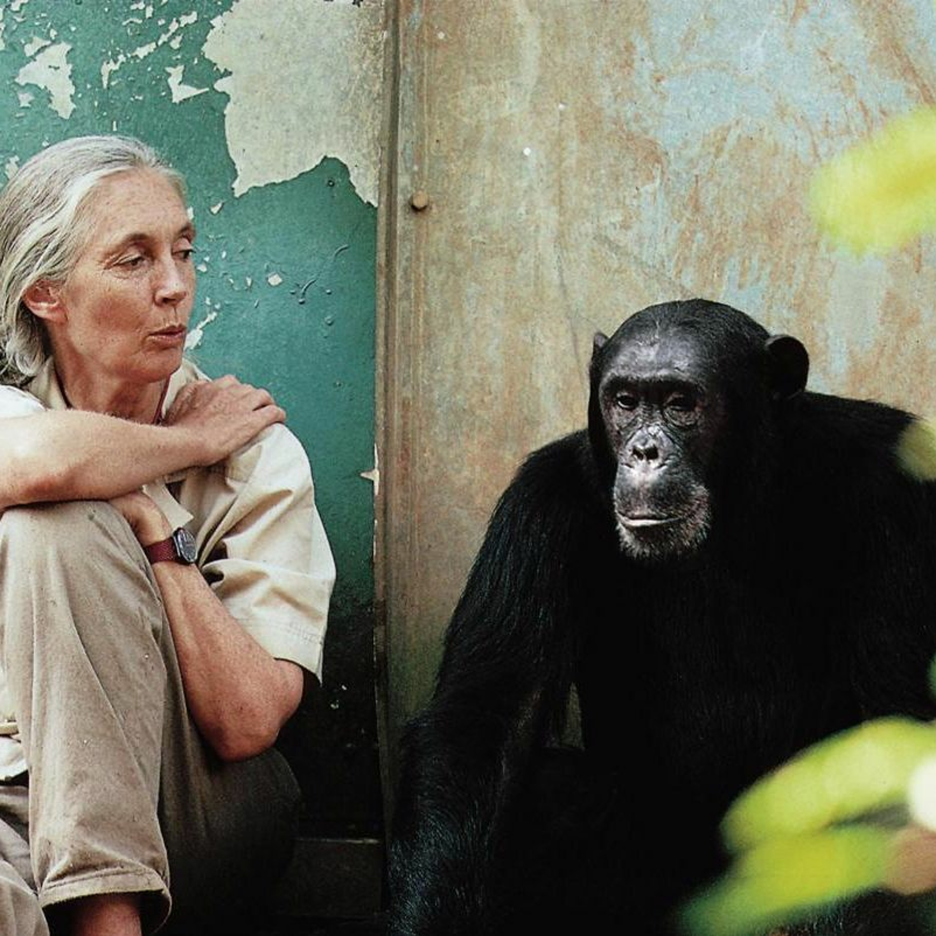 JaneGoodall seeds of hope episode artwork