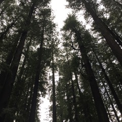 The Redwoods