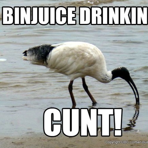 A SONG ABOUT BIRDS