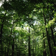 I'll Try Anything Once Ft. Nicholas Woolf (The Strokes)