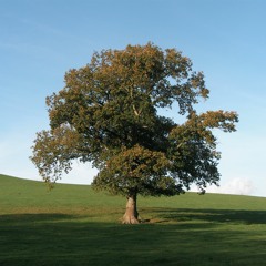 Soulhoney (Until The Moon Goes Blind)