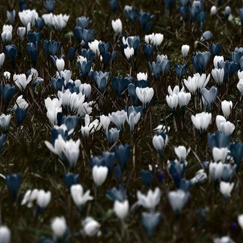 Spring In Denmark