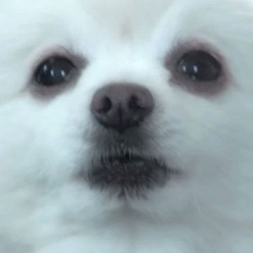 Stream Gabe The Dog Happy Birthday by SWIMlovesyou / K0sm1cKid | Listen