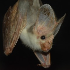 Ghost Bat(Macroderma gigas)vocal repertoire