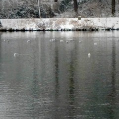 Sound of Essen - 06 - Heisinger Bogen - black-headed gulls - 110217 - m/s stereo