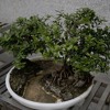 Growth Mp3