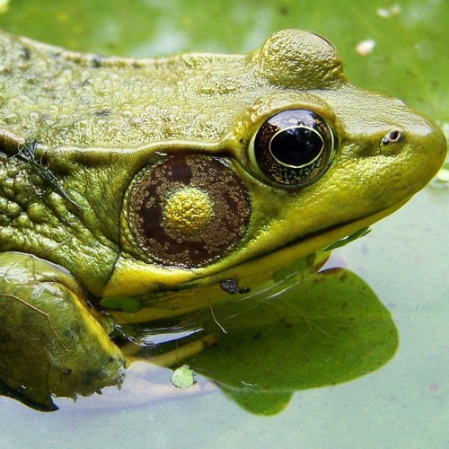 Mixtape One - ManyFrog