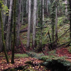 We Can Work It Out (Demo)