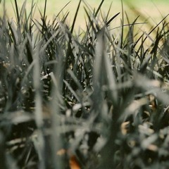 THE DAZ CHALLENGE   (Professor Chicken)