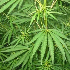 RAP con Maria ... BEAT. BEATSBOMER