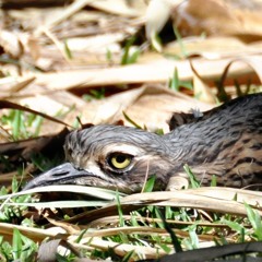 Call Of The Bush Birds