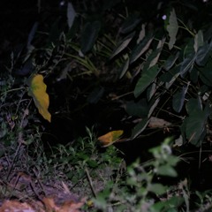 Toads singing during the night in Praia do Sono (Brazil)