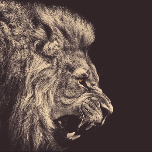 The Lion Sleeps Tonight (Shapeless & Madragora Remix) Vs Residet Minimal Monkey Vini Oliveira MASHUP