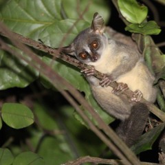 Angolan dwarf galago crescendo twitter