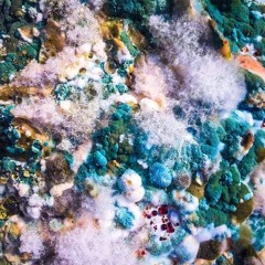 Helen Fry - Plasticine