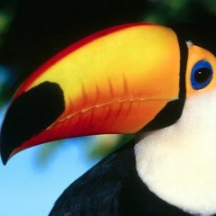 TUCAN | CALYPSO