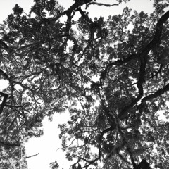 Levine Sixty Cycles (complete)